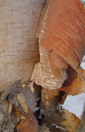 Birch Firewood: Bark