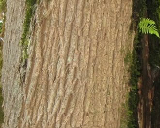 Maple Firewood:  Bark