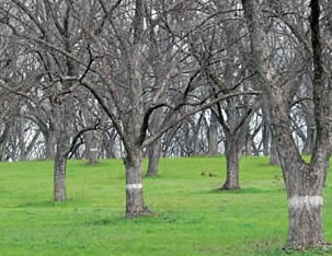 Pecan Firewood: Young Pecan Orchard