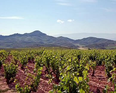 Grapevine Firewood: Spanish vineyards