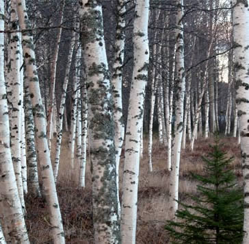 Birch Firewood: Trees