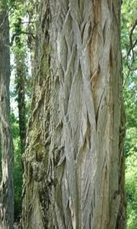 Acacia Firewood: Bark